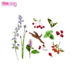 مام رول دئودورانت اترکتیو الیو 3